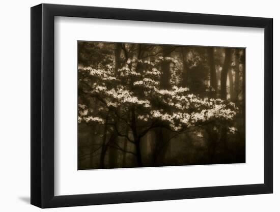 USA, Virginia, Shenandoah NP. Dogwood Blossoms in the Mist-Bill Young-Framed Photographic Print