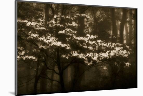 USA, Virginia, Shenandoah NP. Dogwood Blossoms in the Mist-Bill Young-Mounted Photographic Print