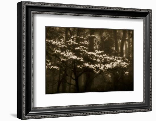 USA, Virginia, Shenandoah NP. Dogwood Blossoms in the Mist-Bill Young-Framed Photographic Print