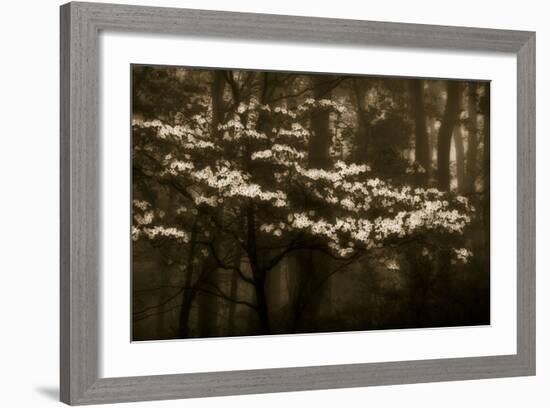 USA, Virginia, Shenandoah NP. Dogwood Blossoms in the Mist-Bill Young-Framed Photographic Print