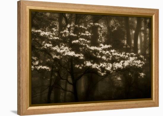 USA, Virginia, Shenandoah NP. Dogwood Blossoms in the Mist-Bill Young-Framed Premier Image Canvas