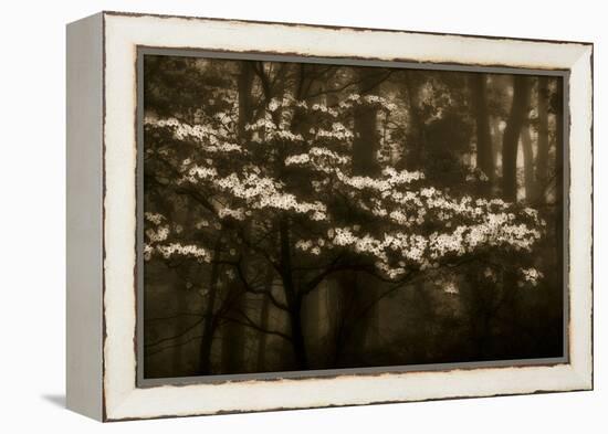 USA, Virginia, Shenandoah NP. Dogwood Blossoms in the Mist-Bill Young-Framed Premier Image Canvas