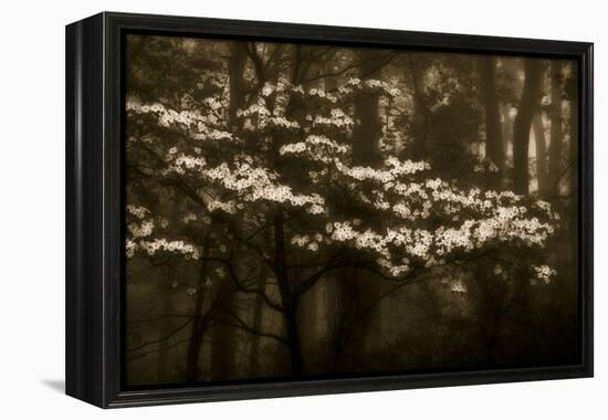 USA, Virginia, Shenandoah NP. Dogwood Blossoms in the Mist-Bill Young-Framed Premier Image Canvas