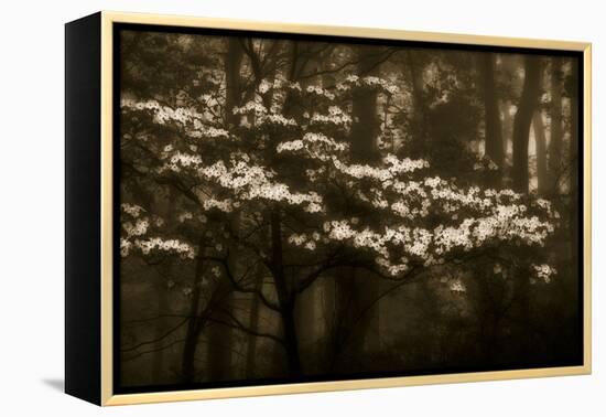 USA, Virginia, Shenandoah NP. Dogwood Blossoms in the Mist-Bill Young-Framed Premier Image Canvas