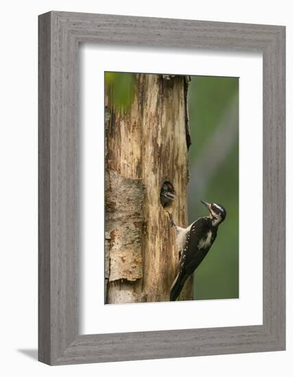 USA, WA. Female Hairy Woodpecker (Picoides villosus) at nest chick in western Washington.-Gary Luhm-Framed Photographic Print