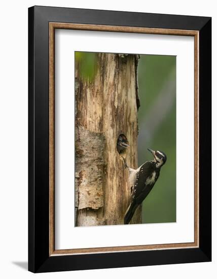 USA, WA. Female Hairy Woodpecker (Picoides villosus) at nest chick in western Washington.-Gary Luhm-Framed Photographic Print