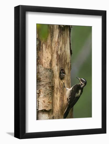 USA, WA. Female Hairy Woodpecker (Picoides villosus) at nest chick in western Washington.-Gary Luhm-Framed Photographic Print