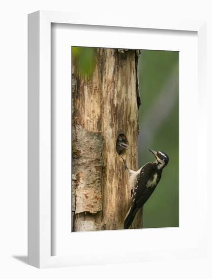 USA, WA. Female Hairy Woodpecker (Picoides villosus) at nest chick in western Washington.-Gary Luhm-Framed Photographic Print