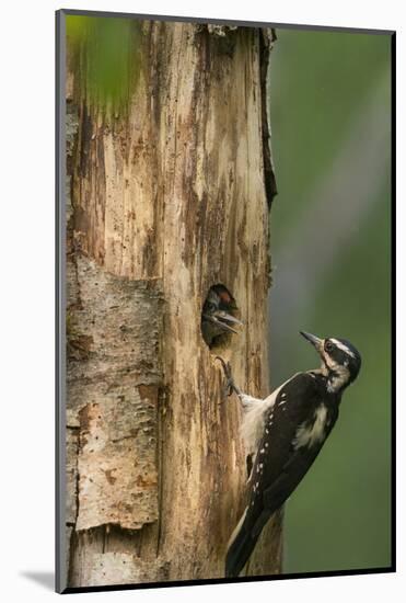 USA, WA. Female Hairy Woodpecker (Picoides villosus) at nest chick in western Washington.-Gary Luhm-Mounted Photographic Print