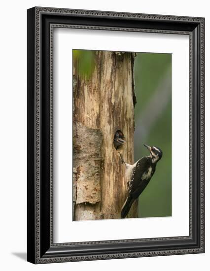 USA, WA. Female Hairy Woodpecker (Picoides villosus) at nest chick in western Washington.-Gary Luhm-Framed Photographic Print