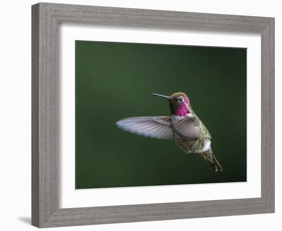 USA, WA. Male Anna's Hummingbird (Calypte anna) displays its gorget while hovering in flight.-Gary Luhm-Framed Photographic Print