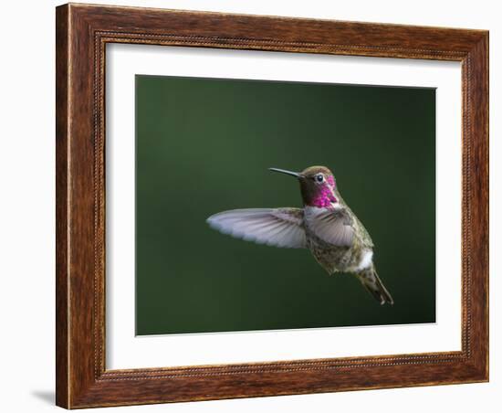 USA, WA. Male Anna's Hummingbird (Calypte anna) displays its gorget while hovering in flight.-Gary Luhm-Framed Photographic Print