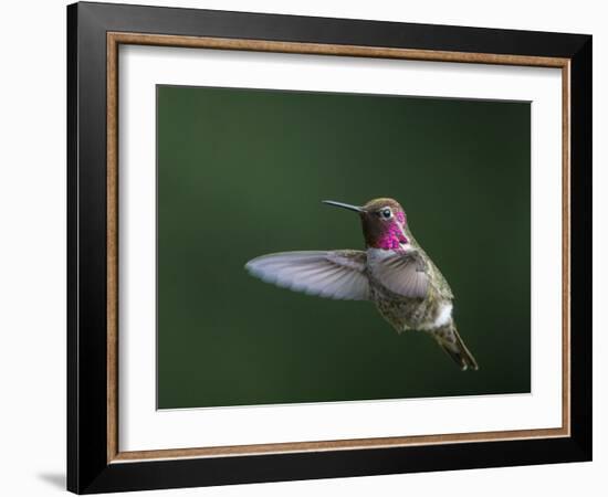 USA, WA. Male Anna's Hummingbird (Calypte anna) displays its gorget while hovering in flight.-Gary Luhm-Framed Photographic Print