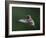 USA, WA. Male Anna's Hummingbird (Calypte anna) displays its gorget while hovering in flight.-Gary Luhm-Framed Photographic Print