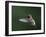 USA, WA. Male Anna's Hummingbird (Calypte anna) displays its gorget while hovering in flight.-Gary Luhm-Framed Photographic Print