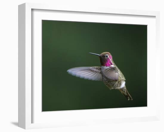 USA, WA. Male Anna's Hummingbird (Calypte anna) displays its gorget while hovering in flight.-Gary Luhm-Framed Photographic Print