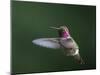 USA, WA. Male Anna's Hummingbird (Calypte anna) displays its gorget while hovering in flight.-Gary Luhm-Mounted Photographic Print