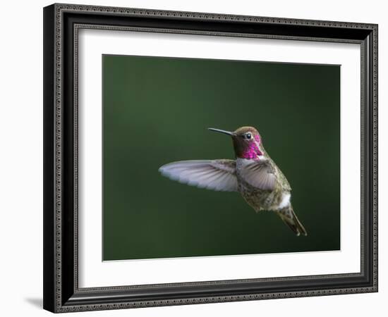 USA, WA. Male Anna's Hummingbird (Calypte anna) displays its gorget while hovering in flight.-Gary Luhm-Framed Photographic Print