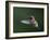 USA, WA. Male Anna's Hummingbird (Calypte anna) displays its gorget while hovering in flight.-Gary Luhm-Framed Photographic Print