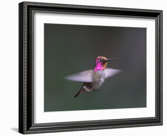 USA, WA. Male Anna's Hummingbird (Calypte anna) displays its gorget while hovering in flight.-Gary Luhm-Framed Photographic Print