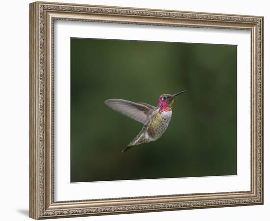 USA, WA. Male Anna's Hummingbird (Calypte anna) displays its gorget while hovering in flight.-Gary Luhm-Framed Photographic Print