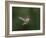 USA, WA. Male Anna's Hummingbird (Calypte anna) displays its gorget while hovering in flight.-Gary Luhm-Framed Photographic Print