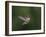 USA, WA. Male Anna's Hummingbird (Calypte anna) displays its gorget while hovering in flight.-Gary Luhm-Framed Photographic Print