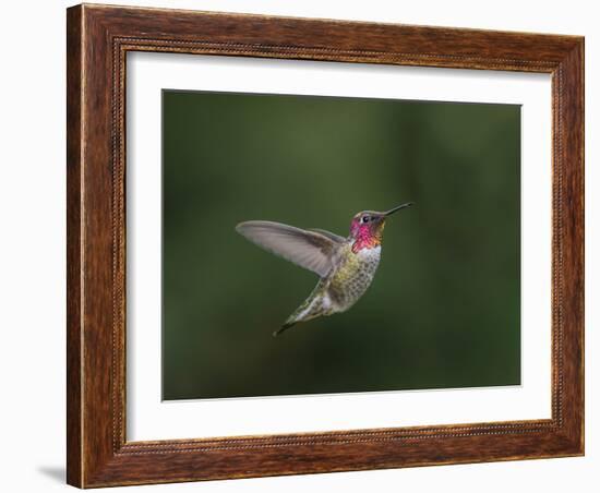 USA, WA. Male Anna's Hummingbird (Calypte anna) displays its gorget while hovering in flight.-Gary Luhm-Framed Photographic Print