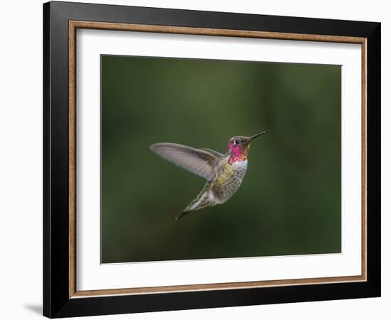 USA, WA. Male Anna's Hummingbird (Calypte anna) displays its gorget while hovering in flight.-Gary Luhm-Framed Photographic Print