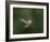 USA, WA. Male Anna's Hummingbird (Calypte anna) displays its gorget while hovering in flight.-Gary Luhm-Framed Photographic Print