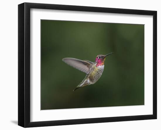 USA, WA. Male Anna's Hummingbird (Calypte anna) displays its gorget while hovering in flight.-Gary Luhm-Framed Photographic Print