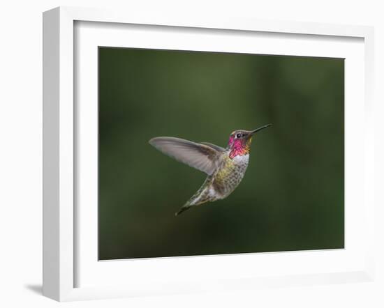 USA, WA. Male Anna's Hummingbird (Calypte anna) displays its gorget while hovering in flight.-Gary Luhm-Framed Photographic Print