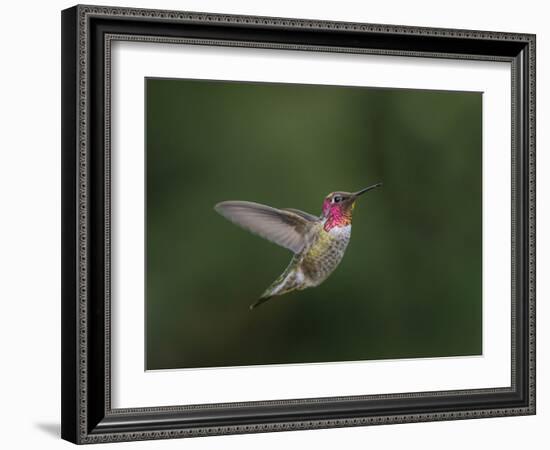 USA, WA. Male Anna's Hummingbird (Calypte anna) displays its gorget while hovering in flight.-Gary Luhm-Framed Photographic Print