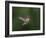 USA, WA. Male Anna's Hummingbird (Calypte anna) displays its gorget while hovering in flight.-Gary Luhm-Framed Photographic Print