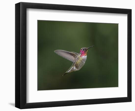 USA, WA. Male Anna's Hummingbird (Calypte anna) displays its gorget while hovering in flight.-Gary Luhm-Framed Photographic Print