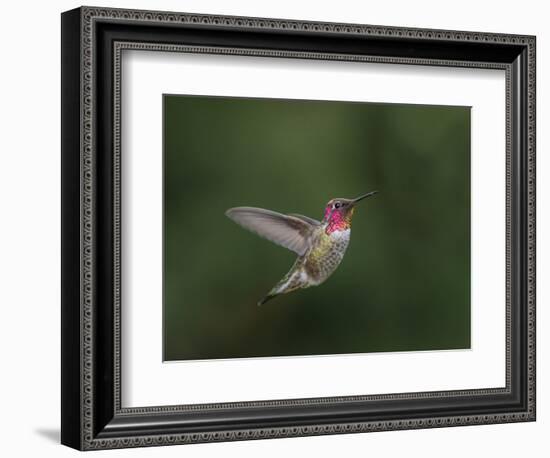 USA, WA. Male Anna's Hummingbird (Calypte anna) displays its gorget while hovering in flight.-Gary Luhm-Framed Photographic Print