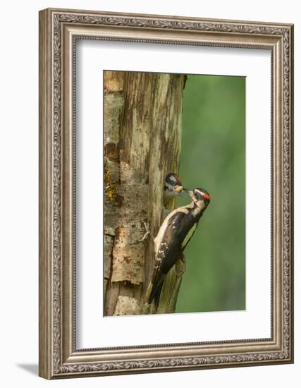 USA, WA. Male Hairy Woodpecker (Picoides villosus) feeding chick at nest in western Washington.-Gary Luhm-Framed Photographic Print