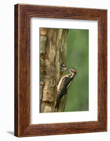 USA, WA. Male Hairy Woodpecker (Picoides villosus) feeding chick at nest in western Washington.-Gary Luhm-Framed Photographic Print