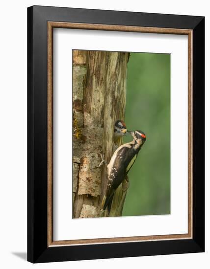 USA, WA. Male Hairy Woodpecker (Picoides villosus) feeding chick at nest in western Washington.-Gary Luhm-Framed Photographic Print