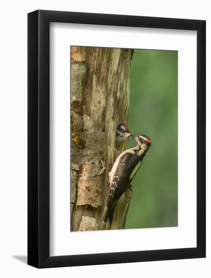 USA, WA. Male Hairy Woodpecker (Picoides villosus) feeding chick at nest in western Washington.-Gary Luhm-Framed Photographic Print