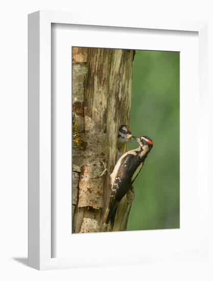 USA, WA. Male Hairy Woodpecker (Picoides villosus) feeding chick at nest in western Washington.-Gary Luhm-Framed Photographic Print