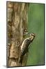 USA, WA. Male Hairy Woodpecker (Picoides villosus) feeding chick at nest in western Washington.-Gary Luhm-Mounted Photographic Print