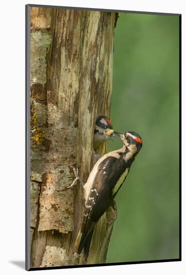 USA, WA. Male Hairy Woodpecker (Picoides villosus) feeding chick at nest in western Washington.-Gary Luhm-Mounted Photographic Print