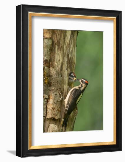 USA, WA. Male Hairy Woodpecker (Picoides villosus) feeding chick at nest in western Washington.-Gary Luhm-Framed Photographic Print
