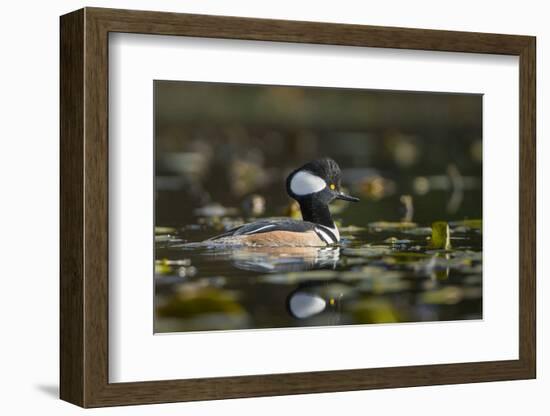 USA, WA. Male Hooded Merganser (Lophodytes cucullatus) among lily pads on Union Bay in Seattle.-Gary Luhm-Framed Photographic Print