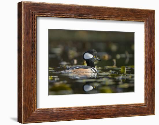 USA, WA. Male Hooded Merganser (Lophodytes cucullatus) among lily pads on Union Bay in Seattle.-Gary Luhm-Framed Photographic Print