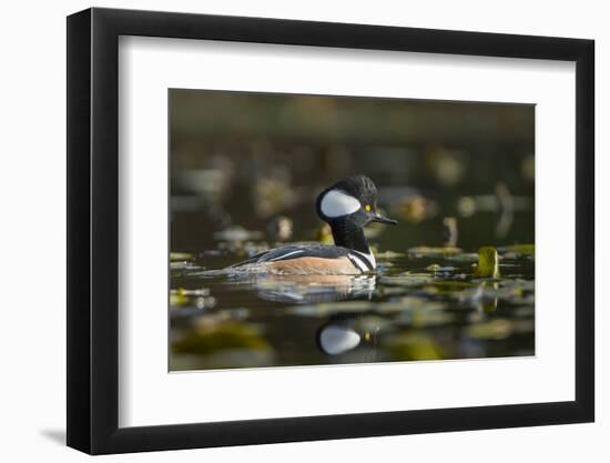USA, WA. Male Hooded Merganser (Lophodytes cucullatus) among lily pads on Union Bay in Seattle.-Gary Luhm-Framed Photographic Print