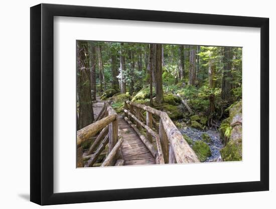 USA, WA, Olympic Mountains. Bridge over Lena Creek. Lena Lake trail Olympic National Forest.-Trish Drury-Framed Photographic Print