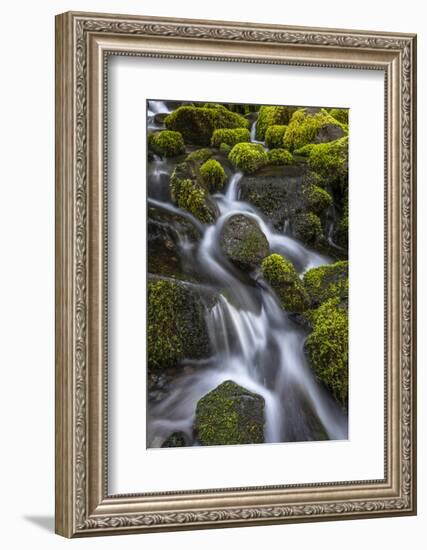 USA, WA, Olympic National Park. Cedar Creek scenic.-Jaynes Gallery-Framed Photographic Print