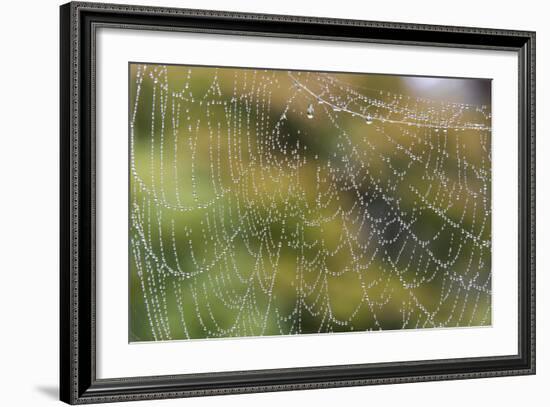 USA, WA. Raindrops Decorate Spider Web. Fall Color Backdrop-Trish Drury-Framed Photographic Print